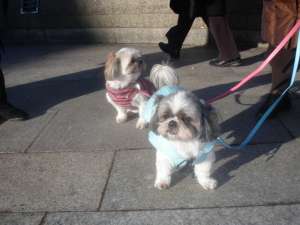 Donez pereche bichon maltez