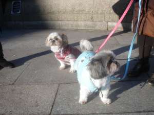 Donez pereche bichon maltez