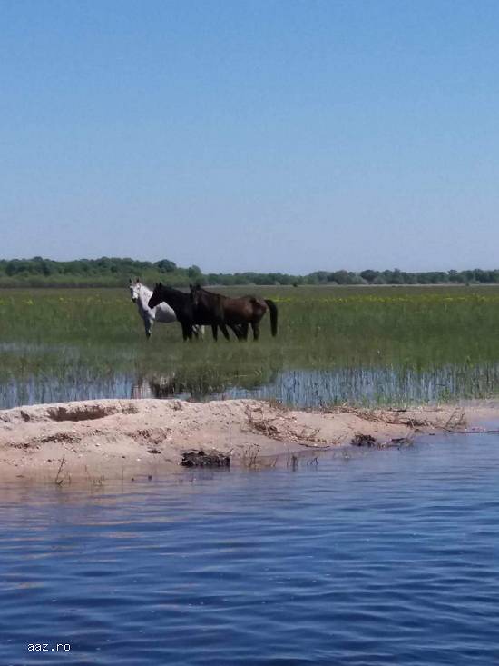 excursii de exceptie in Delta Dunarii