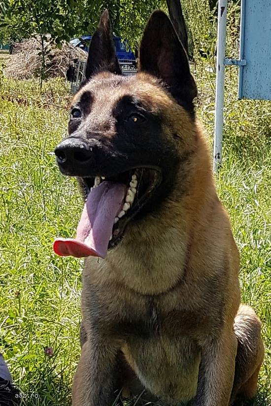 Pui de malinois,   ciobanesc belgian de vinzare!