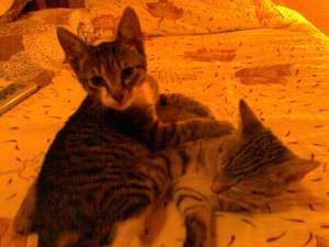 adoptii pisici