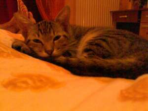 adoptii pisici