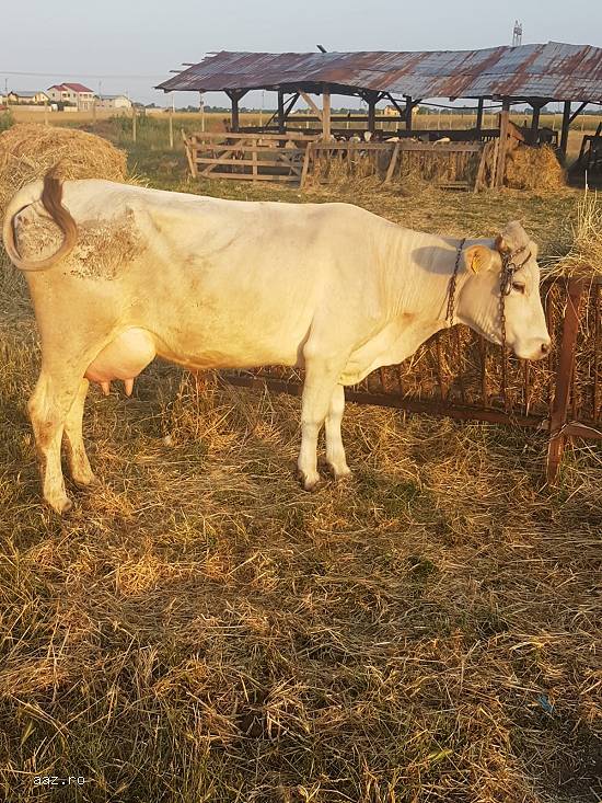 Vand vaca (juninca)in varsta de 3ani la prima fatare