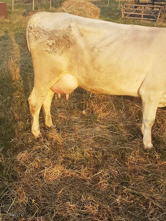 Vand vaca (juninca)in varsta de 3ani la prima fatare