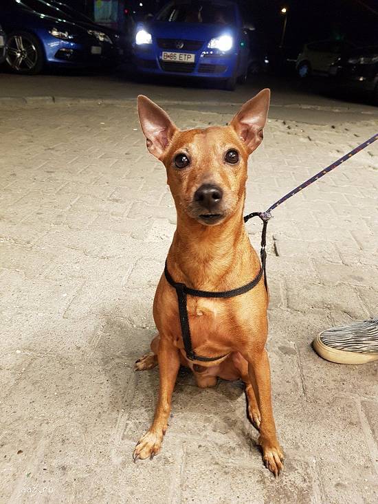 Adoptie (donam) caine rasa mica - Pinscher