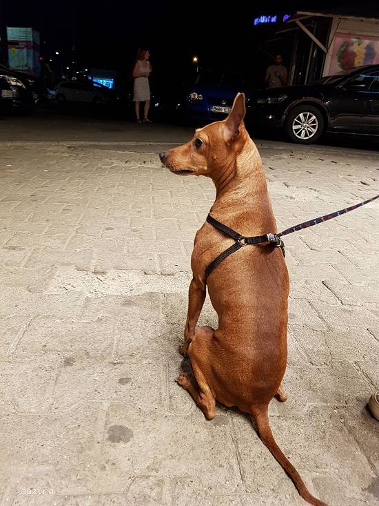 Adoptie (donam) caine rasa mica - Pinscher