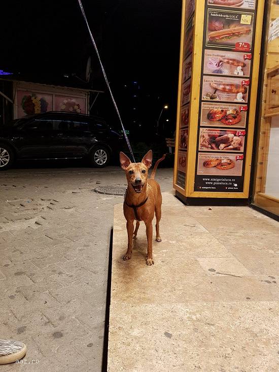 Adoptie (donam) caine rasa mica - Pinscher
