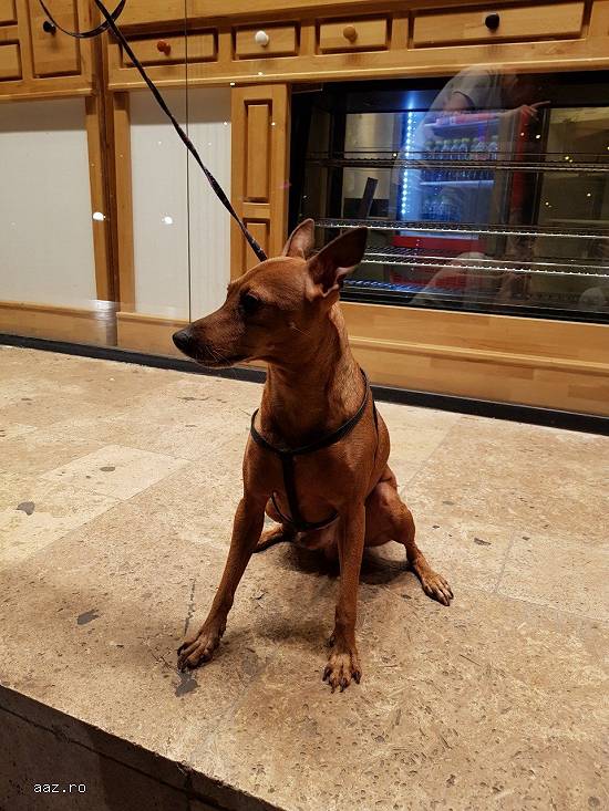 Adoptie (donam) caine rasa mica - Pinscher