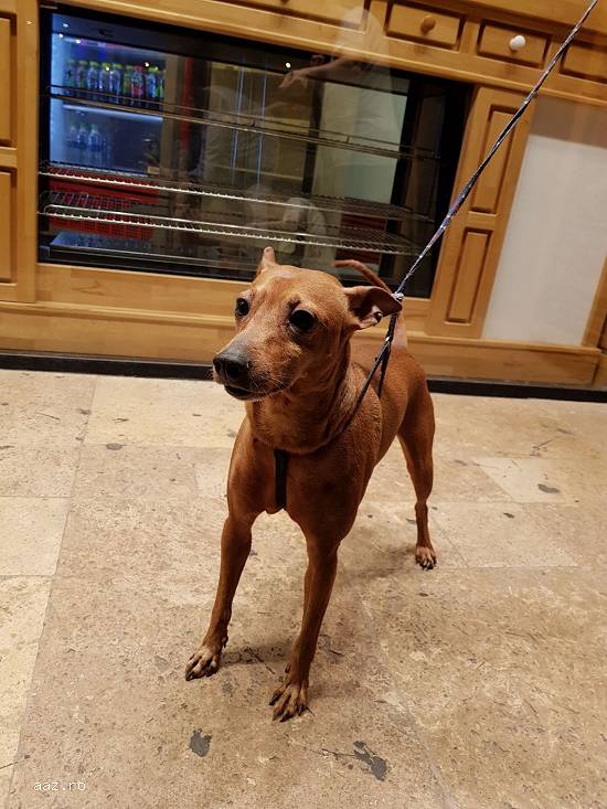 Adoptie (donam) caine rasa mica - Pinscher