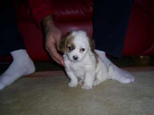 bichon havanez