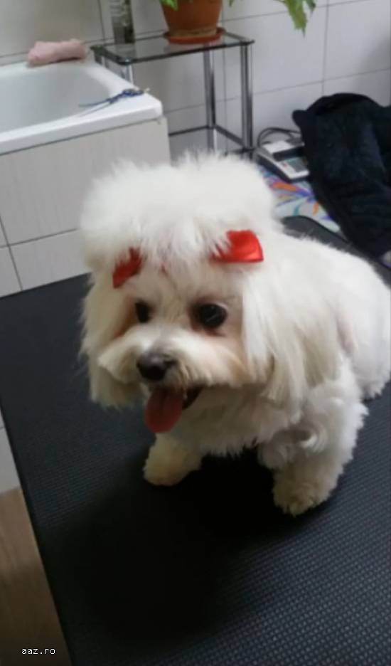 Salon cosmetica canina Aniko Satu Mare Closca