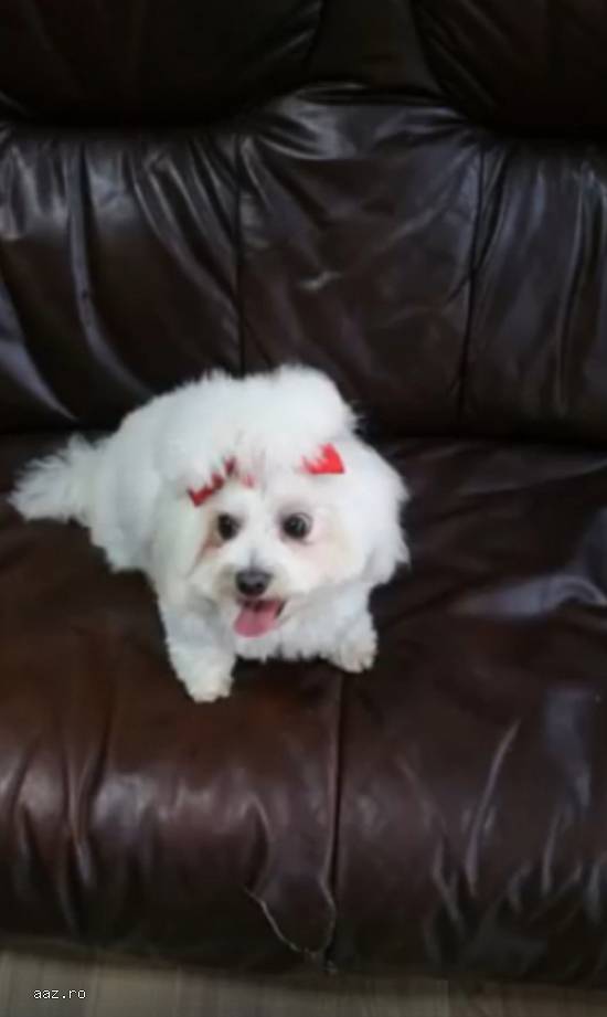 Salon cosmetica canina Aniko Satu Mare Closca