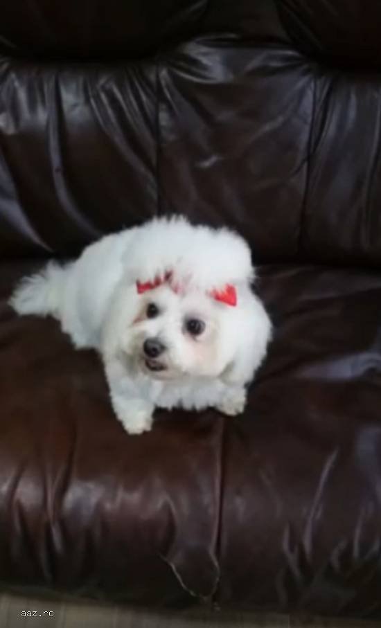 Salon cosmetica canina Aniko Satu Mare Closca