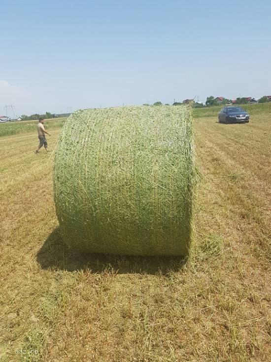 Vand baloti de lucerna de 600kg calitatea I