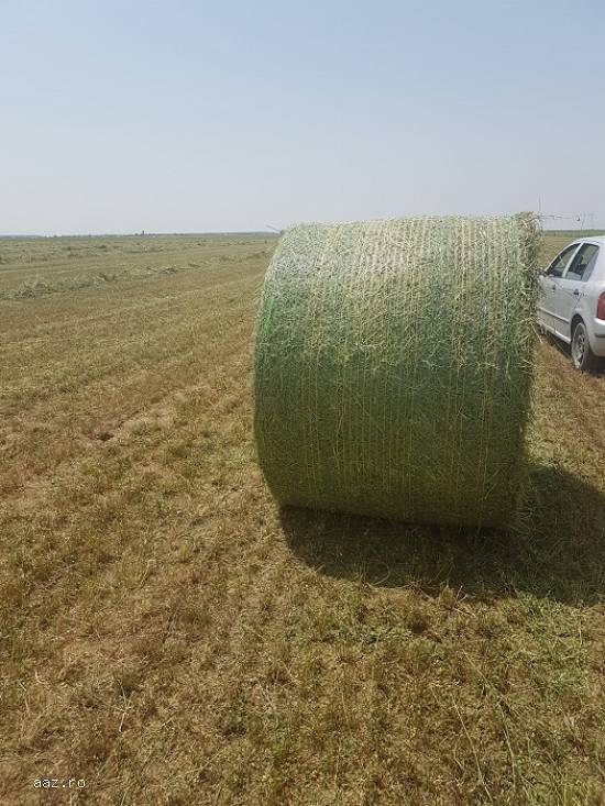 Vand baloti de lucerna de 600kg calitatea I