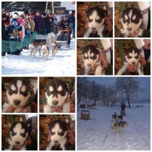 Husky campion