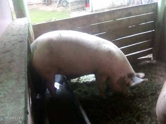 Porci de carne