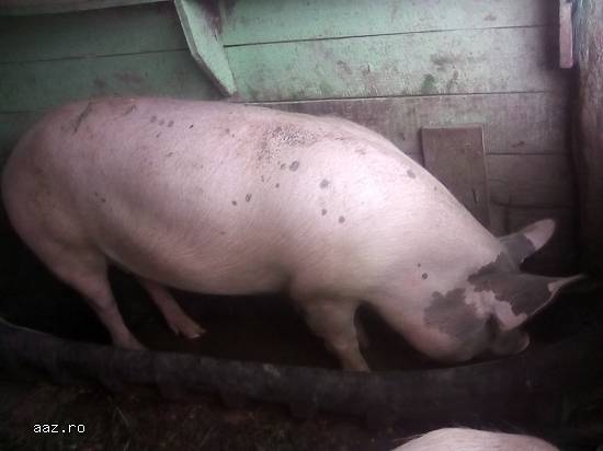 Porci de carne