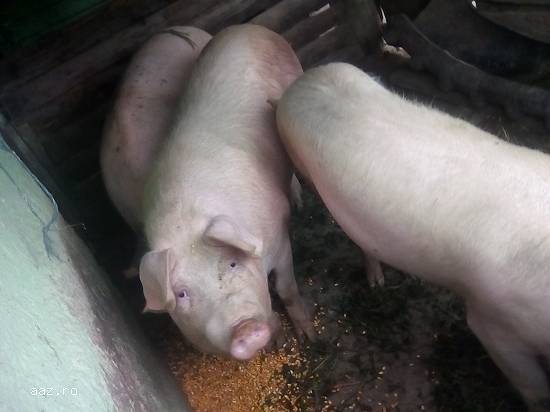 Porci de carne