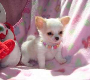 catei chihauhau cute de vanzare