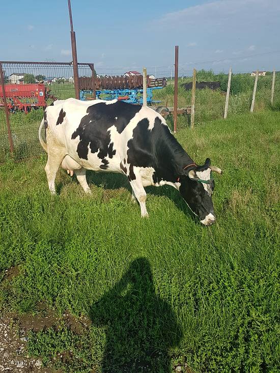 Vand vaca Holstein originala pe punctul de a fata