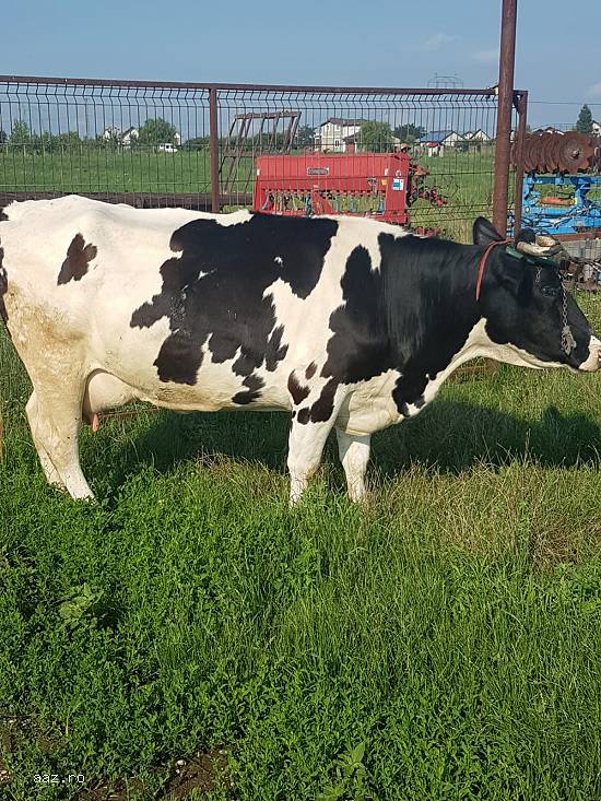 Vand vaca Holstein originala pe punctul de a fata