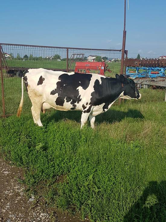 Vand vaca Holstein originala pe punctul de a fata