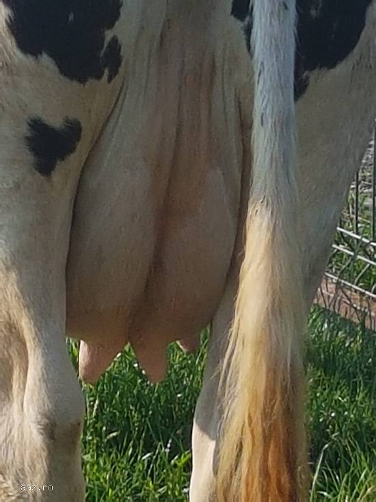 Vand vaca Holstein originala pe punctul de a fata
