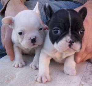 bulldog francez de vanzare