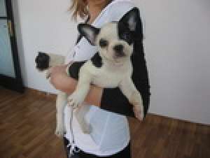 bulldog francez de vanzare