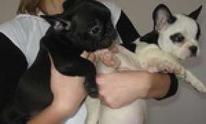 bulldog francez de vanzare