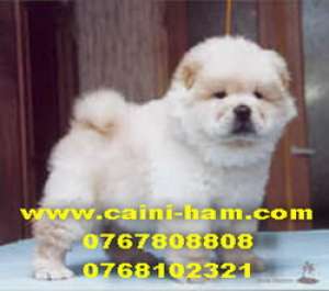 chow chow de vanzare
