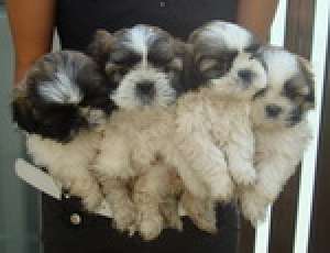 shih tzu de vanzare