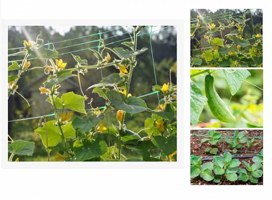 GARDENING / AGRICULTURE NETS