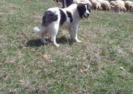 Malamut Corcit Husky Inu Akita Maremma Maltese Ciobanesc Labrador