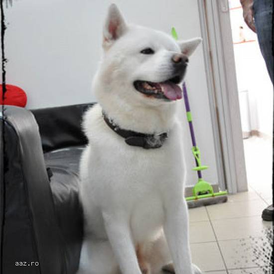 Pet Salon Stefan cel mare,   preturi mici