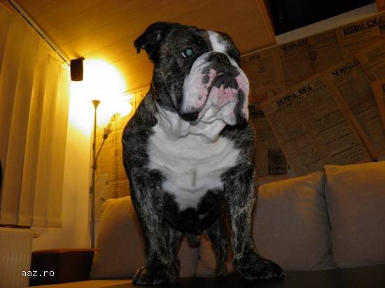Pet Salon Stefan cel mare,   preturi mici