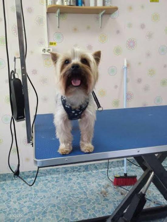 Pet Salon Stefan cel mare,   preturi mici
