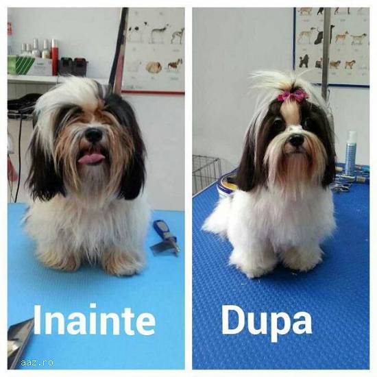 Salon frizerie canina Bucuresti sector 2