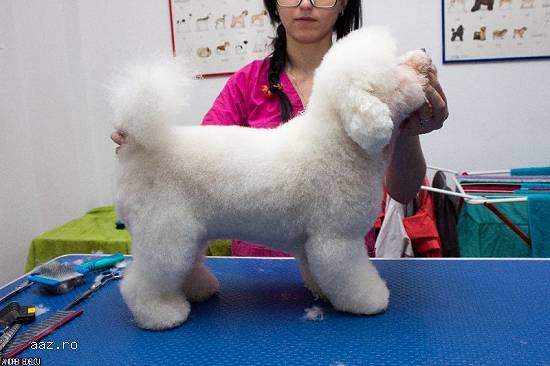 Salon frizerie canina Bucuresti sector 2