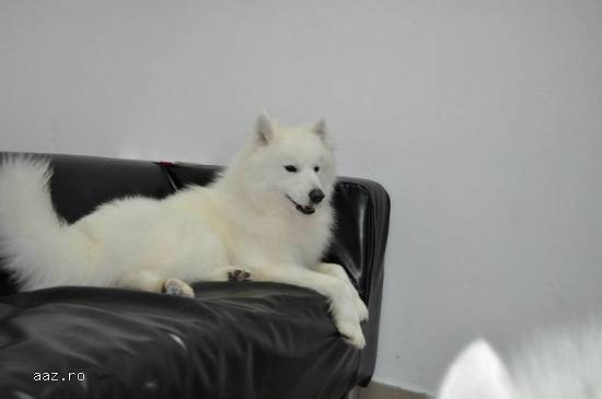 Salon frizerie canina Bucuresti sector 2