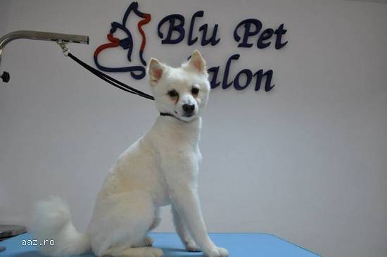 Salon frizerie canina Bucuresti sector 2