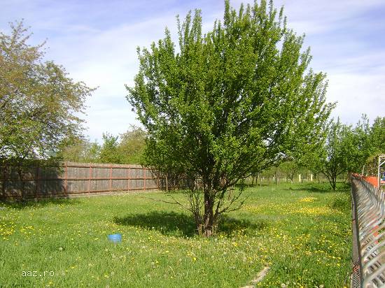 Teren de vanzare,   Banesti-Prahova,   prin agentia Matos  Imobiliare