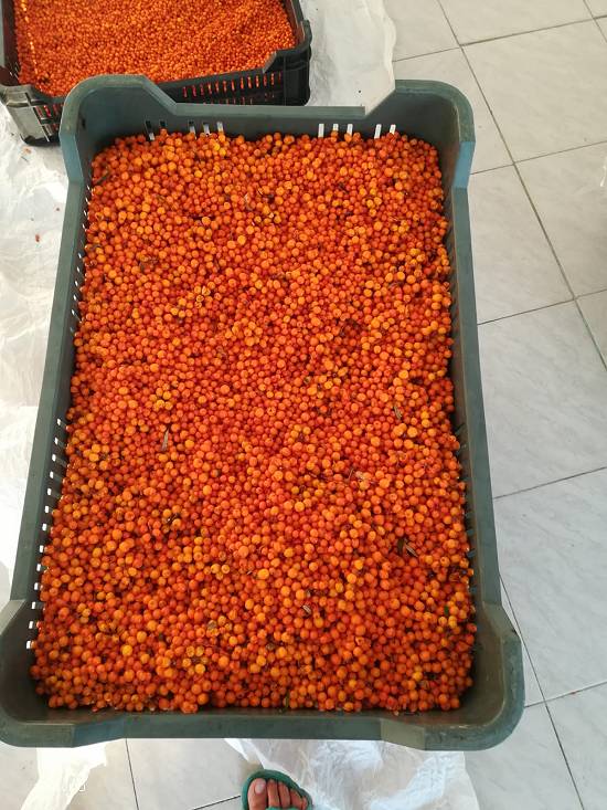 vand catina din flora spontana