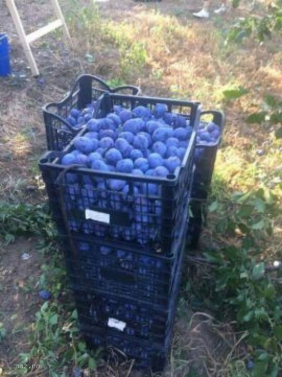 Prune pentru tuica