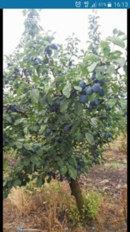 Prune pentru tuica