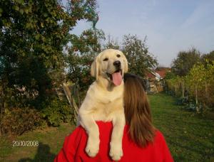 vand pui labrador retriever