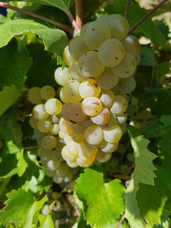 vand struguri de vin 2018
