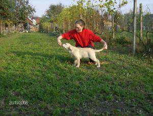 vand pui labrador retriever