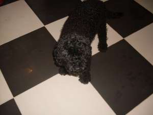 ofer mascul caniche monta